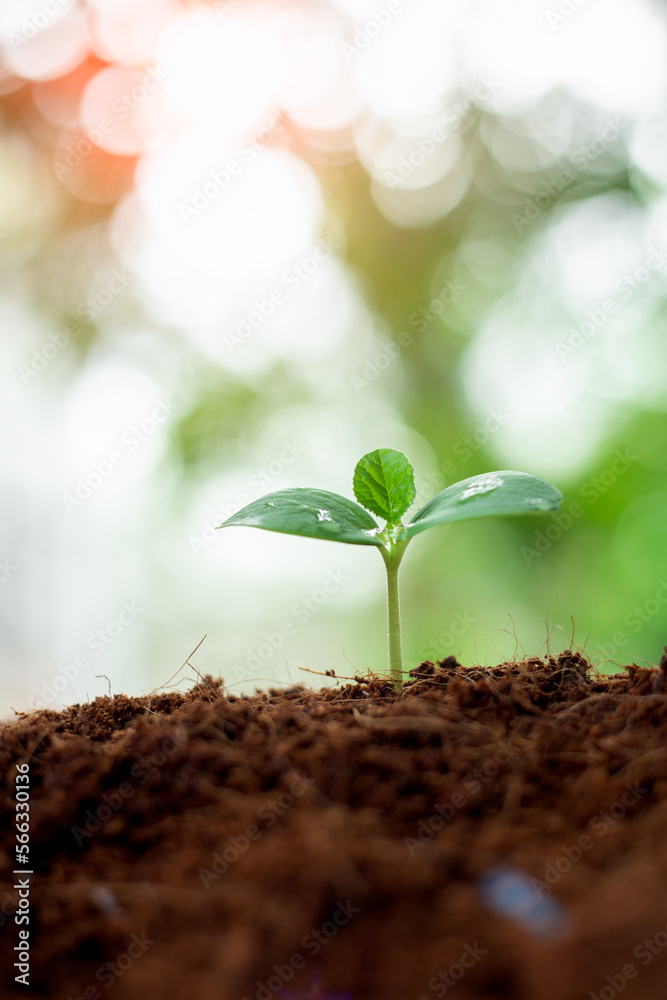 Earth day concept. Renewable energy for future. Sustainable resources. Plant management or environment symbol. Clean energy growing up. Earth day concept. Renewable energy for future. Sustainable resources. Plant management or environment symbol. Clean energy growing up.