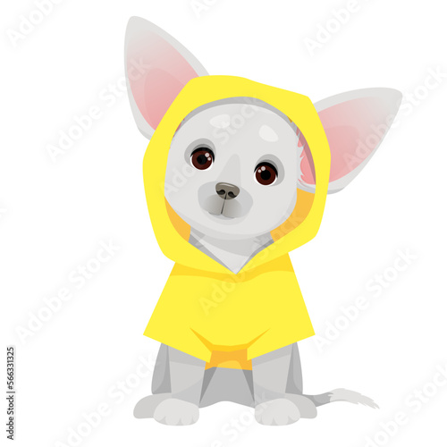 Gray small chihuahua dog in a yellow raincoat 