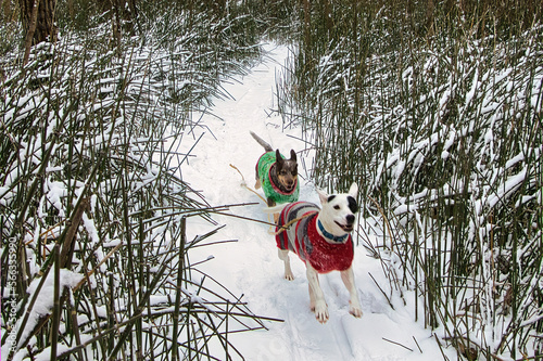 On a Winter day in Wisconsin, two happy dogs, dressed in colorful sweaters, prance along a snowy trail at Glacial Blue Hills Recreation Area in West Bend.