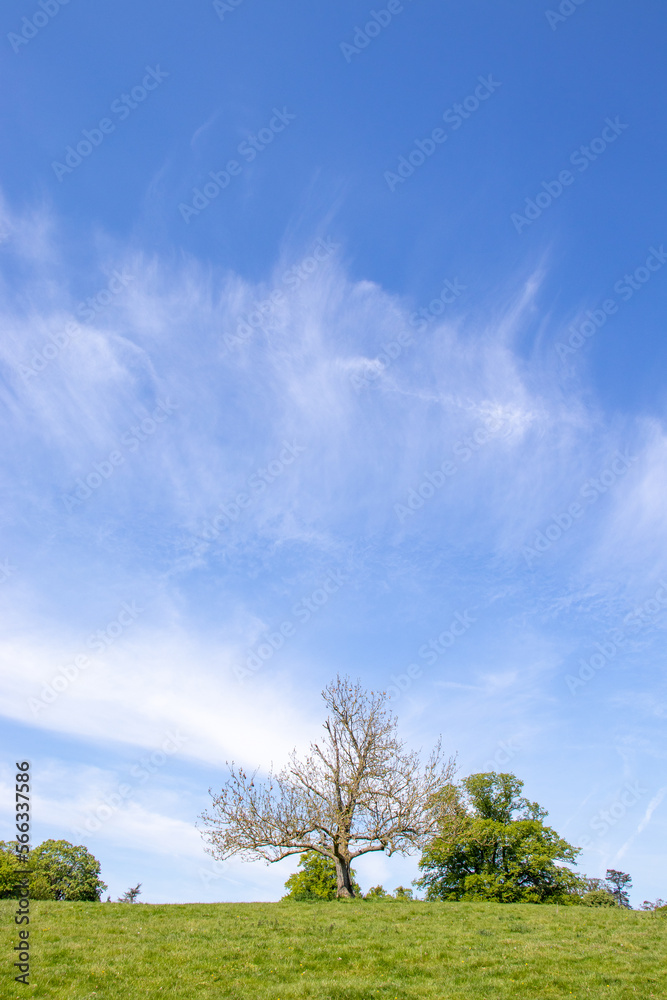 Obraz premium tree on a hill