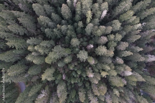 top down forest © Cameron