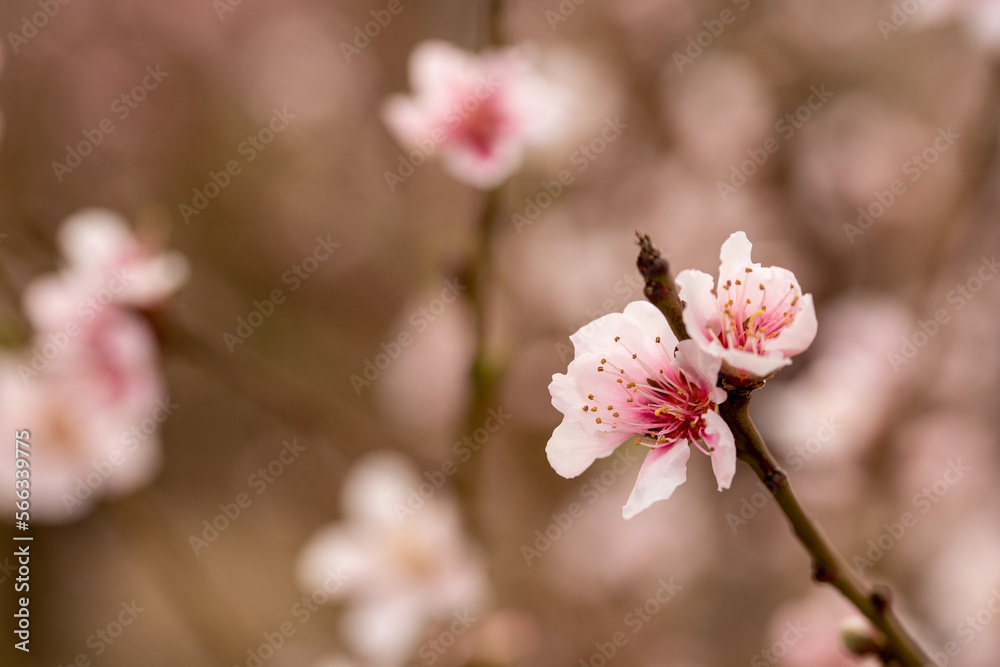 Soft Cherry Blossoms in Daylight Soft Cherry Blossoms in Daylight