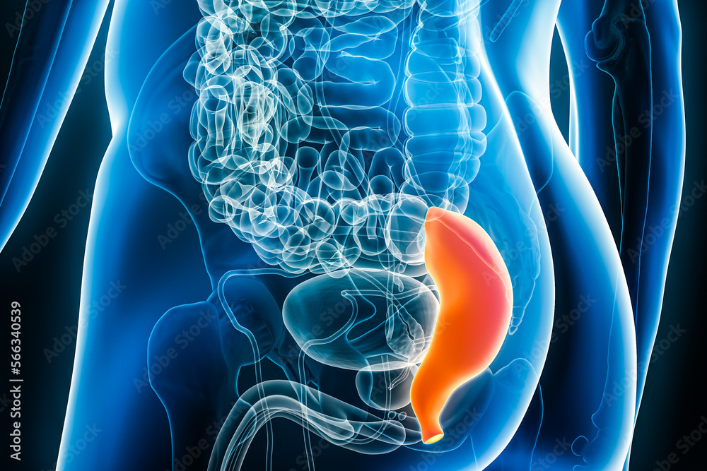 Xray of the rectum, part of the colon or large intestine 3D rendering ... Biology Diagrams