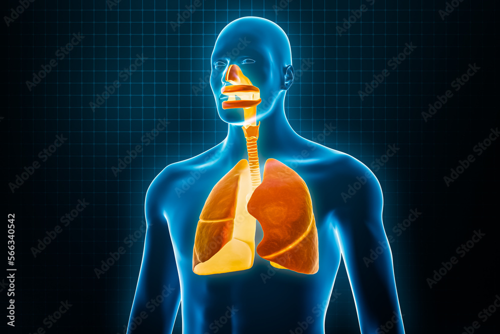 Xray anterior or front view of full human respiratory system 3D rendering illustration with male body contours. Human anatomy, lungs, medical, biology, science, healthcare concepts. - obrazy, fototapety, plakaty 