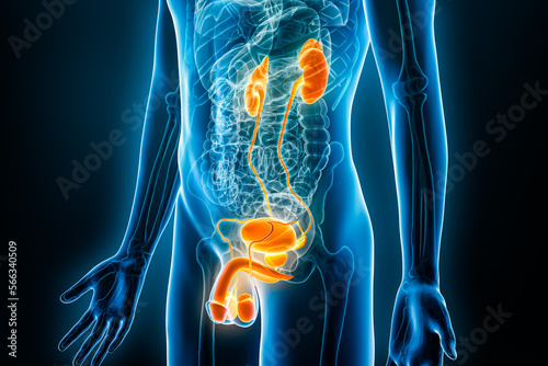 Anatomy of male urogenital or genitourinary system xray 3D rendering illustration with male body contours. Human anatomy, urinary and reproductive system, medical, biology, science concepts. photo