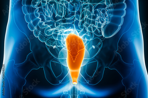 Posterior xray view of the rectum, part of the large intestine 3D rendering illustration with male body contours. Human anatomy, digestive system organ, medical, biology, science, healthcare concepts.