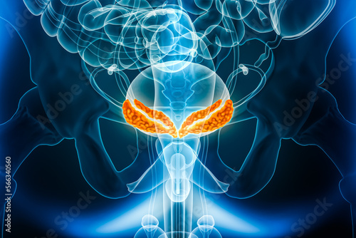 Seminal or vesicular glands or vesicles posterior or back view 3D rendering illustration with male body contours. Human anatomy, reproductive system, medical, biology, science, healthcare concepts. photo