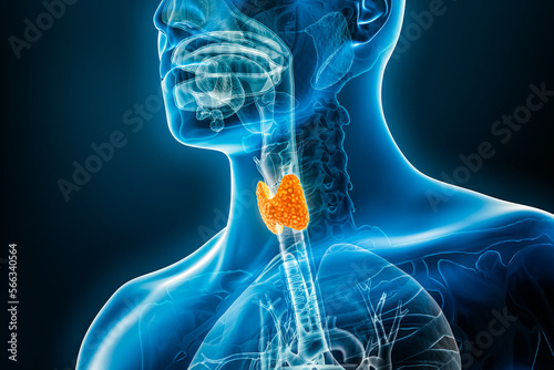 Xray thyroid gland organ 3D rendering illustration with male body contours. Human anatomy, medical, endocrine system, biology, science, healthcare concepts. photo