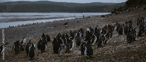 penguin at natural habitat, penguin family in antartic landscape, papua, king, magallanic, natural, fauna, wild penguins, wildlife, sea