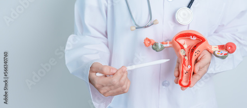 Doctor holding Uterus and Ovaries model. Ovarian and Cervical cancer, Cervix disorder, Endometriosis, Hysterectomy, Uterine fibroids, Reproductive system and Pregnancy concept photo