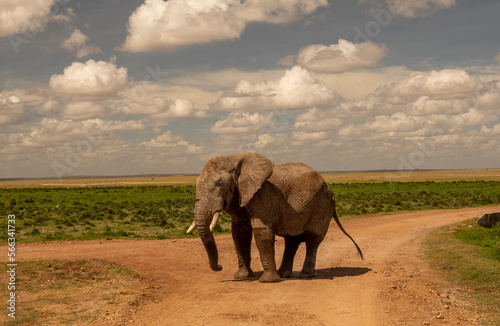 Bull elephant  loxodonta africana  in the meadows of Amboseli National Park  Kenya. Front view.