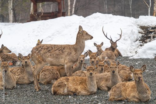 A herd of spotted reindeer in their natural habitat walks through the snow in winter in Russia.