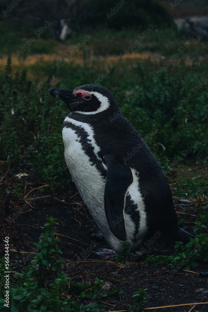 Obraz premium penguin at natural habitat, penguin family in antartic landscape, papua, king, magallanic, natural, fauna, wild penguins, wildlife, sea
