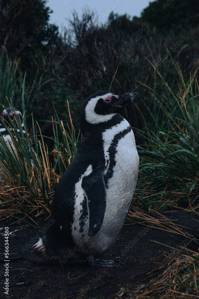 Naklejka premium penguin at natural habitat, penguin family in antartic landscape, papua, king, magallanic, natural, fauna, wild penguins, wildlife, sea