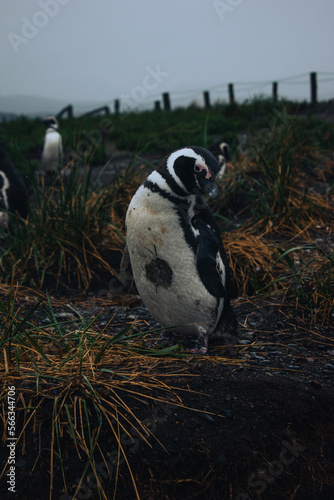 penguin at natural habitat, penguin family in antartic landscape, papua, king, magallanic, natural, fauna, wild penguins, wildlife, sea
