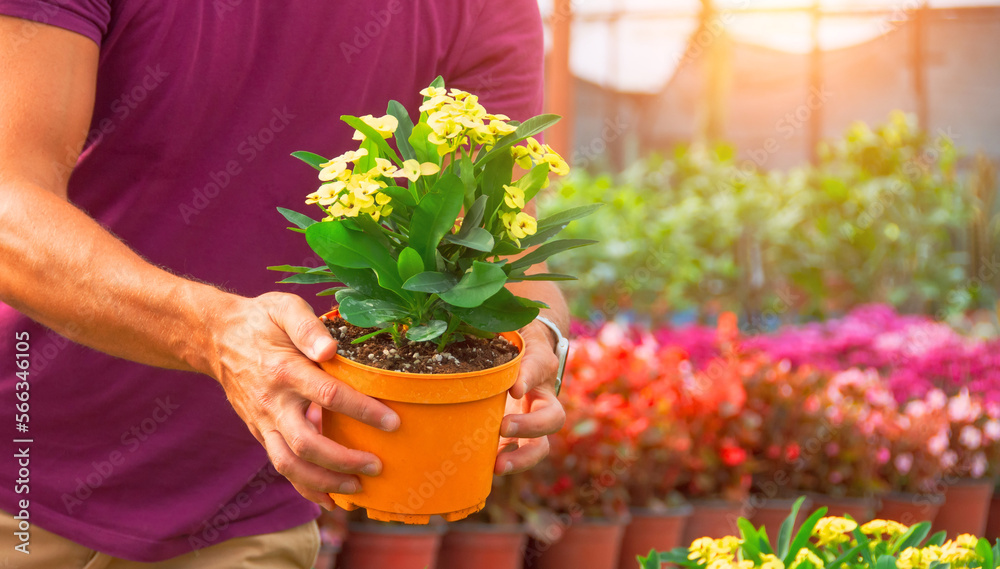 Gardener arranging pots of blooming yellow euphorbia in a greenhouse for commercial cultivation. Gardener arranging pots of blooming yellow euphorbia in a greenhouse for commercial cultivation.