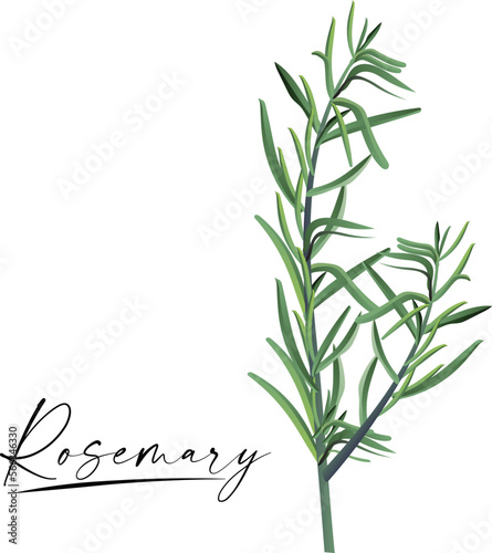 Culinary spices. Rosemary. Abstract vector illustration of rosemary sprigs 