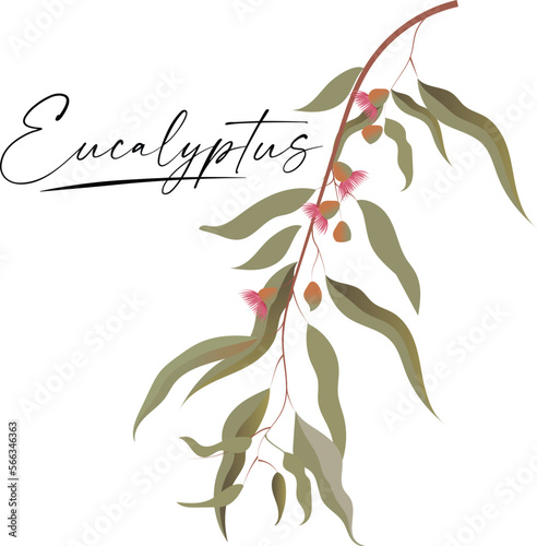 Eucalyptus plants. Greenery nature branches and foliage for scrapbook and wedding cards, nature decorative elements. Vector green leaves set on white background