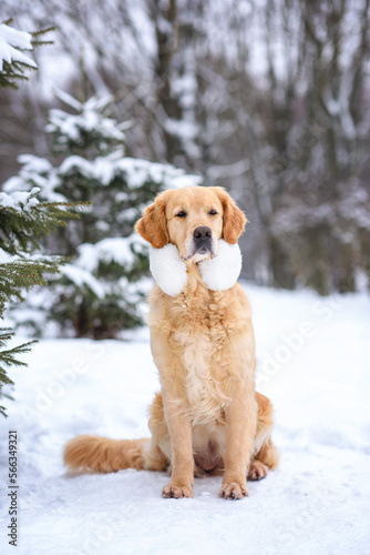 dog golden retriever labrador in a frozen forest in winter on snow