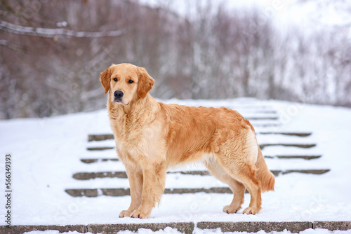 dog golden retriever labrador in a frozen forest in winter on snow