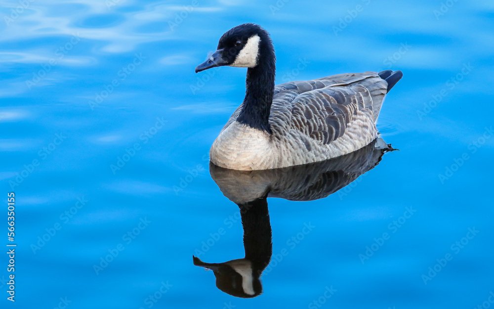 Branta hutchinsii leucopareia. Aleutian cackling goose swims. Bird with black head and neck, white cheek patches, grayish brown back and wings, white rump, black tail feathers, legs. Close up portrait Branta hutchinsii leucopareia. Aleutian cackling goose swims. Bird with black head and neck, white cheek patches, grayish brown back and wings, white rump, black tail feathers, legs. Close up portrait