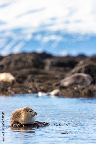 sweet harbor seal relaxing lying on the rocks on ytri tunga in iceland with snow-capped mountains in the background; cute arctic wildlife