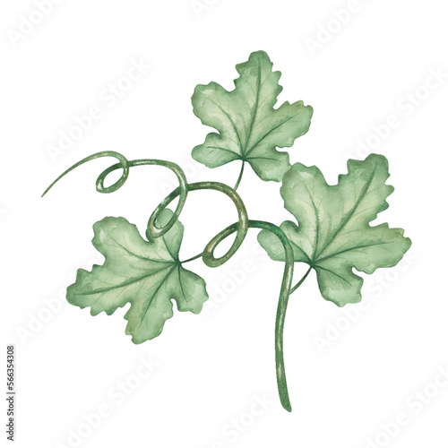 Watercolor illustration. Hand painted green branch with leaves and tendrils. Grape leaves. Pumpkin leaves. Summer vegetation. Spring nature. Greenery. Isolated clip art for prints, textile patterns
