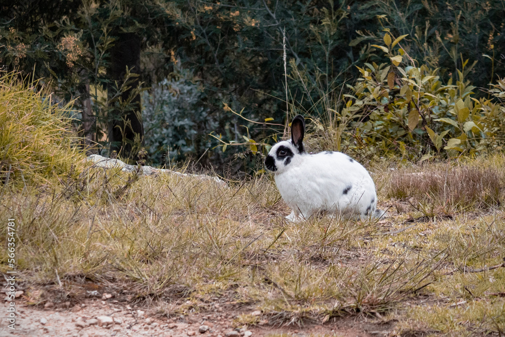 white rabbit on the grass white rabbit on the grass