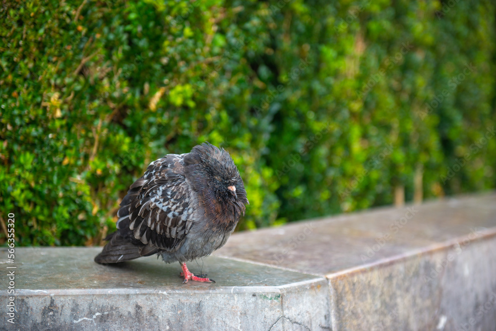 Obraz premium one bird pigeon sits on a rock by a green fence