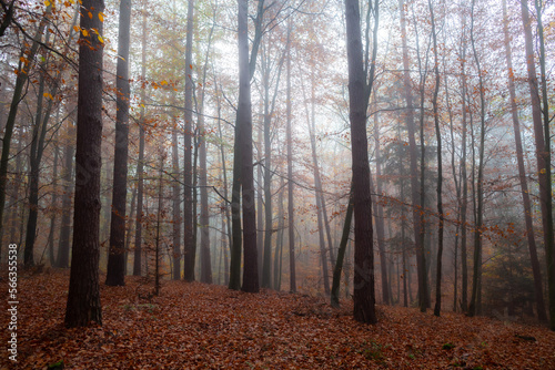 Orange forest in the fog