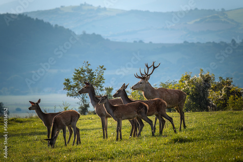 A male and a herd of female red deer  Cervus elaphus  during rut in a meadow.