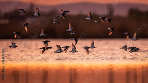 Flock of Dunlins, Dunlin, Calidris alpina in counter sun rays over marshland - Nationalpark Neusiedler See-Seewinkel