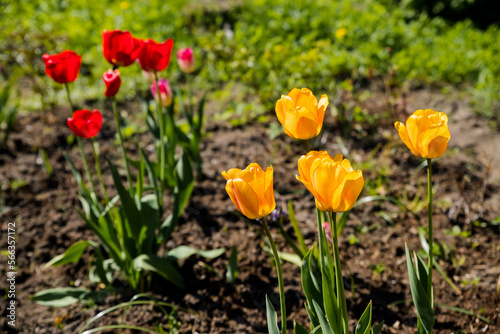 Beautiful colorful fragrant tulip flowers bloomed on a sunny summer day on a flower bed in the garden. The beauty of nature.spring time. Beautiful red and yellow ornamental flower garden.
