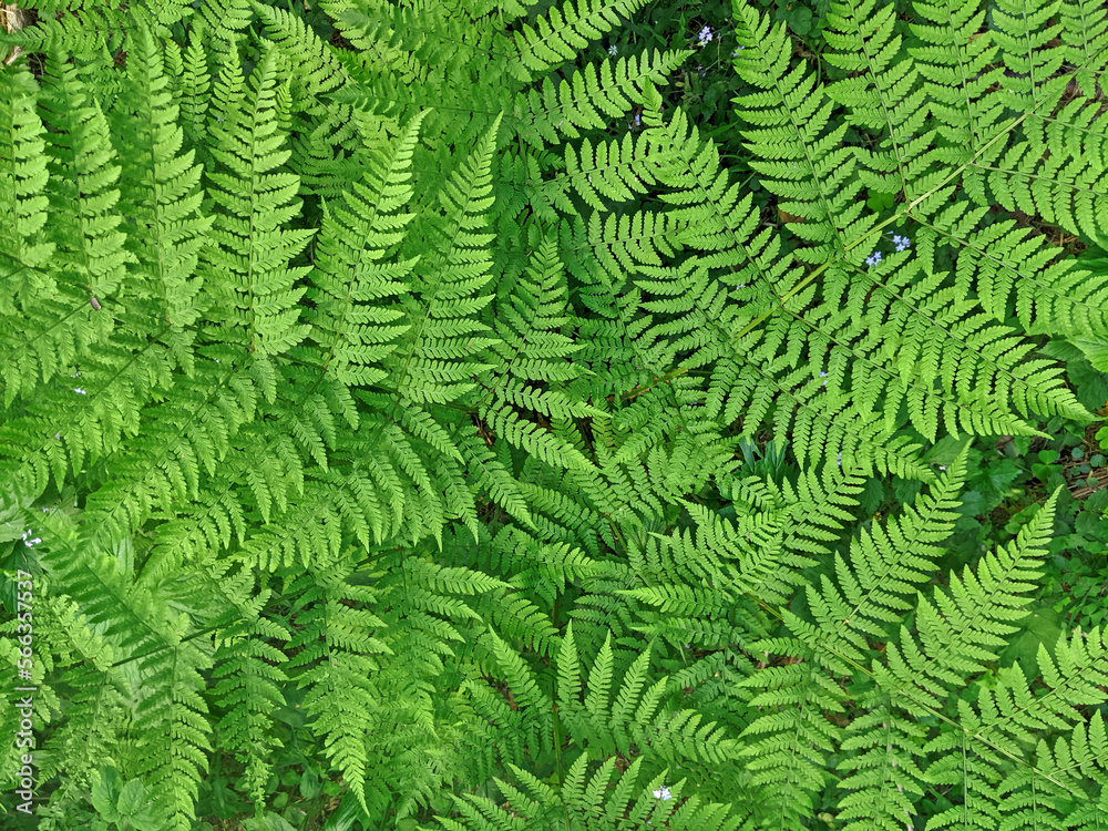 Fern green plant in the mountain wild forest