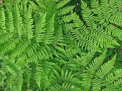 Fern green plant in the mountain wild forest