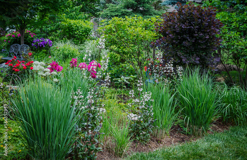 Native northwind grasses, panicum virgatum, provide vertical privacy and are interplanted with flowering beardstongue, Penstemon Onyx And Pearls, and fuchsia peonies. Blue bench in background. 