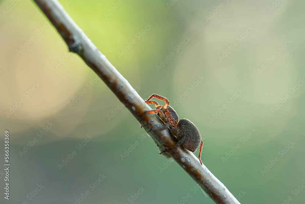 A spider crawls along a branch in the summer in the garden. Wild nature. A spider crawls along a branch in the summer in the garden. Wild nature.