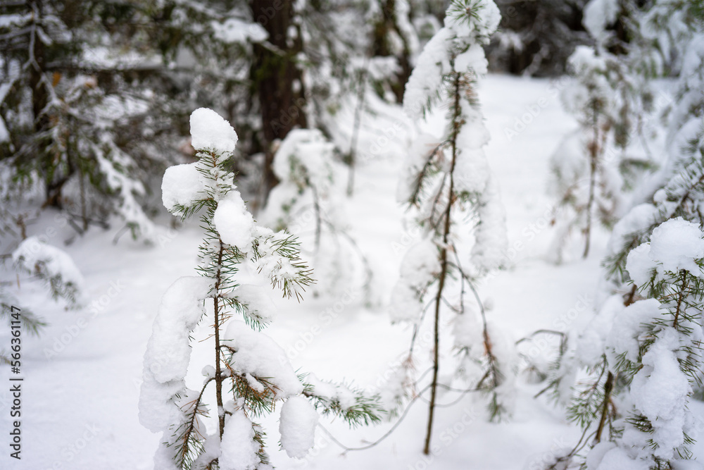 Small spruces covered with snow in the winter forest. Winter landscape with snow-covered trees