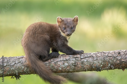 pine marten, Martes martes, on a tree in Scotland in the summer photo