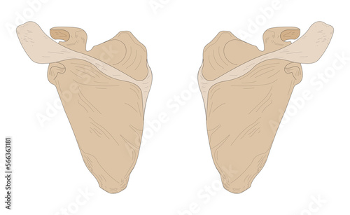 Left Scapula and Right Scapula. Posterior (dorsal) view.