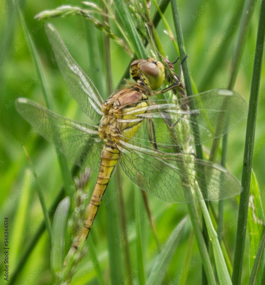 Green dragonfly in the marshland Green dragonfly in the marshland