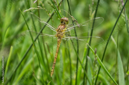 dragonfly on the grass in the marshland © Anna