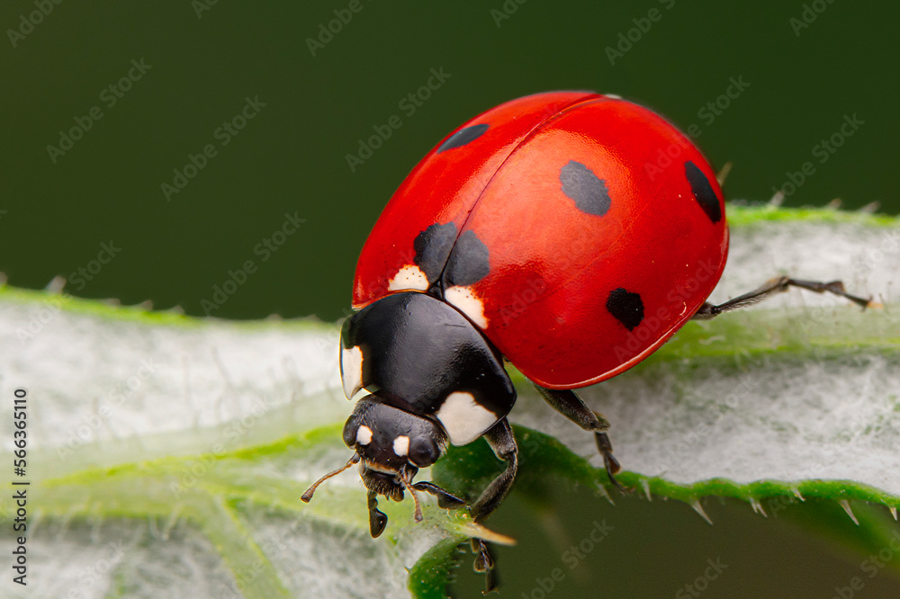 Fototapeta premium Macro shots, Beautiful nature scene. Beautiful ladybug on leaf defocused background