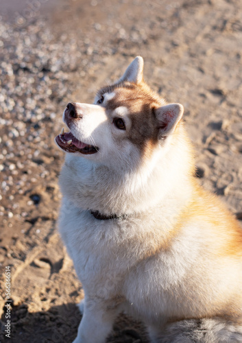 Dog. Husky on the beach.