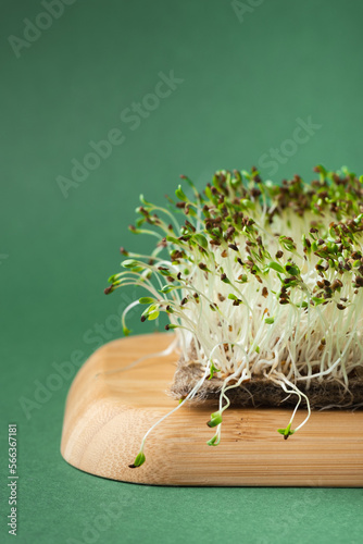 Macro shot of alfalfa microgreen sprouts on the bamboo wooden board against green background. Healthy nutrition concept. Raw sprouted seeds of microgreens salad