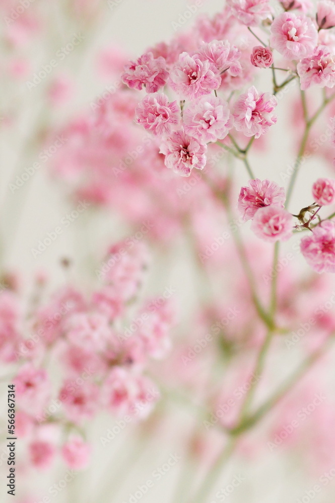 Flowers background.Pink gypsophila flowers or baby's breath flowers close up on beige background selective focus blured . Botanical Poster. Floral card