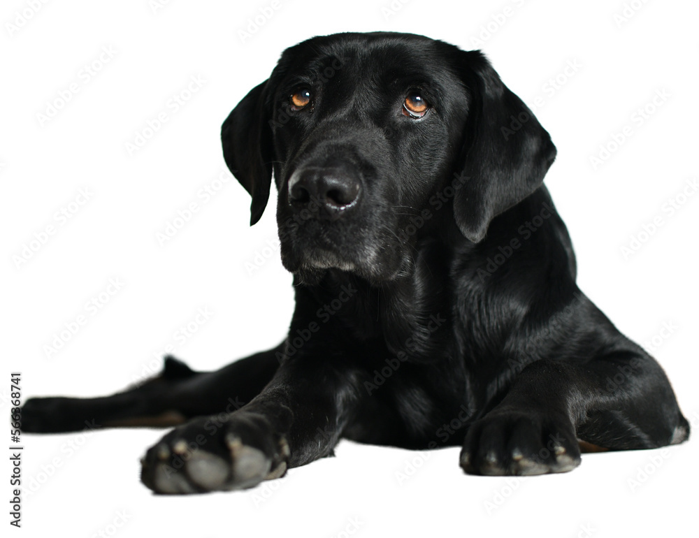 Black Labrador dog lying on floor and looking away with a deep look on a white background. Concept of faith and trust.