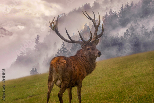 Hirsch in Nebelwand im Gebirge