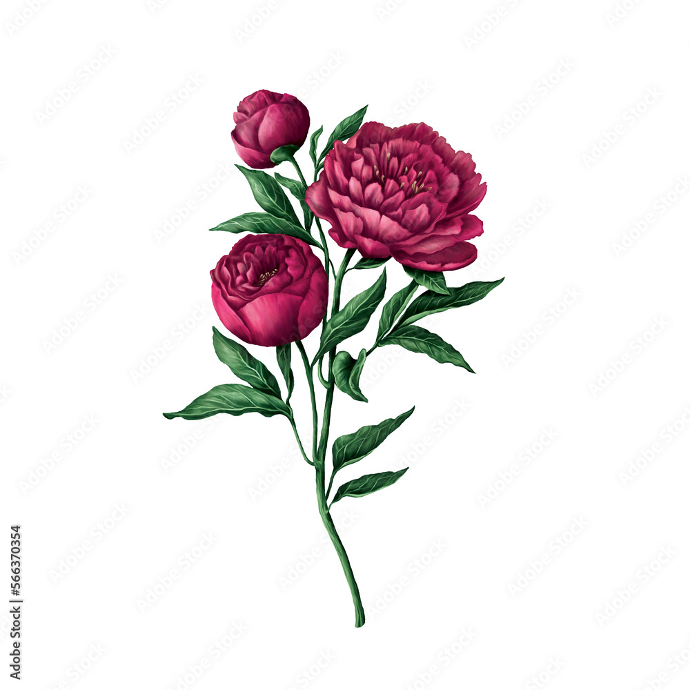 Hand-drawn pink peony rose illustration