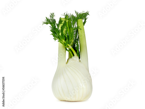 fresh fennel bulb, Foeniculum vulgare, isolated on white background, healthy vegetable, spice and medicinal plant